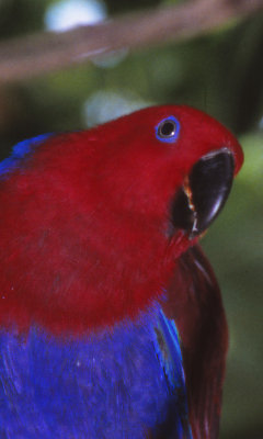 Eclectus parrot M