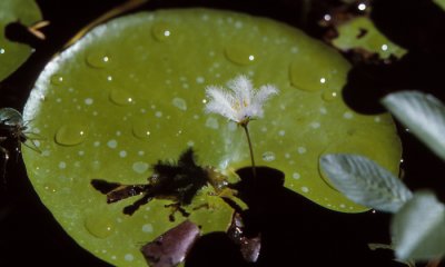 Blliabong, lotus