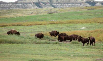 Bison, South Dakota