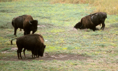 Bison, South Dakota