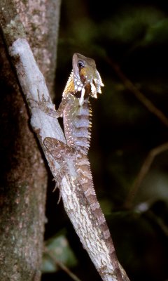 Boyd's forest-dragon