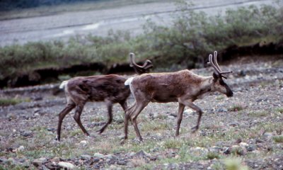 Caribou Gallery