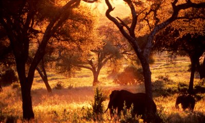 African elephants
