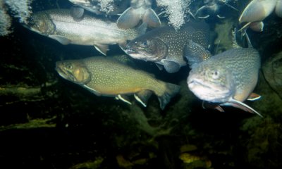 Sockey salmon run