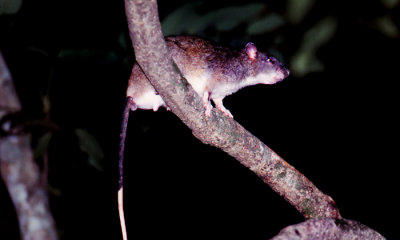 White-tailed rat