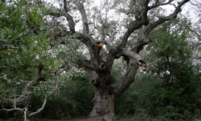 Aransas Big Tree Trail