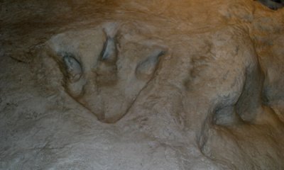 Dinosaur trackways, Glen Rose
