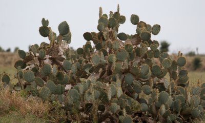Pricky pear cactus, Laguna Lacosta NWR