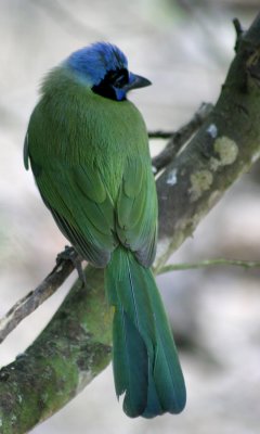 Green jay