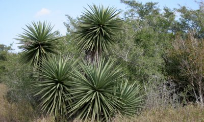 Yucca, Laguna Lacosta NWR