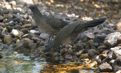 Plain chachalca