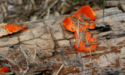 Santa Ana NWR, fungus