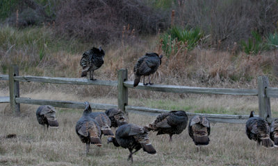 Southwestern wild turkey