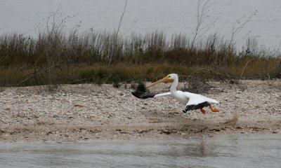 White pelican