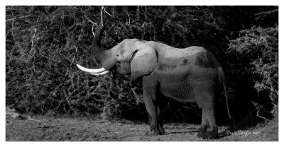 African Bush Elephant