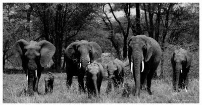 African Bush Elephant