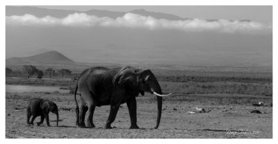 African Bush Elephant