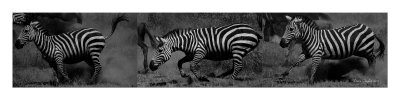 Zebra frolic