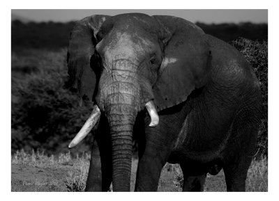 African Bush elephant