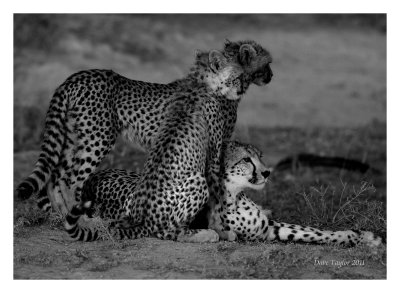 Cheetah with cubs