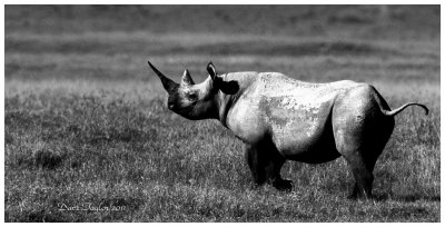 Ngorongoro Black rhino