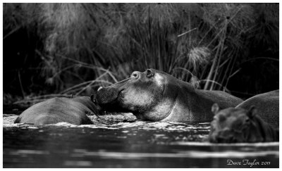 Hippos Lake Naivasha