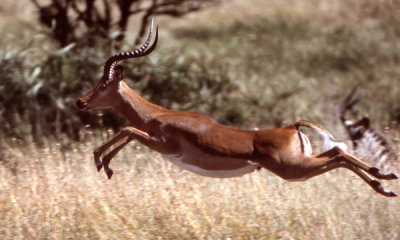 Impala leap