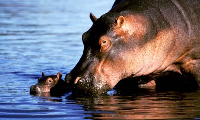 Hippo calf