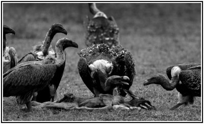 White-backed vultures squabble