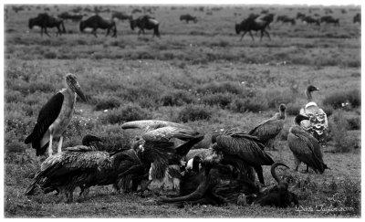 Marabou stork and vultures (the migration)