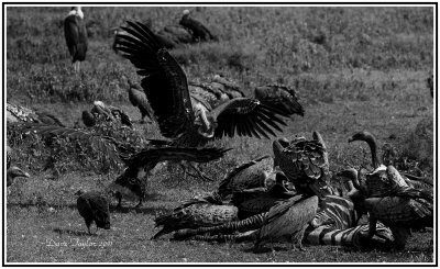 Vultures with a zebra carcase