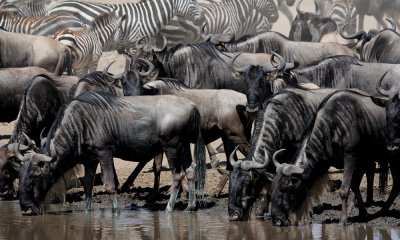 The Migration, Lake Magadi