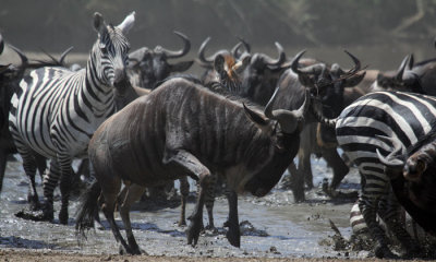 White-bearded wildebeest with common zebras