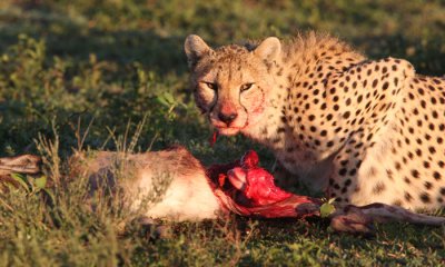 Cheetah on a kill