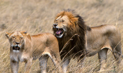Lion and lioness (flehem)