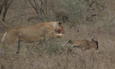 Lioness hunting wildebeest calf