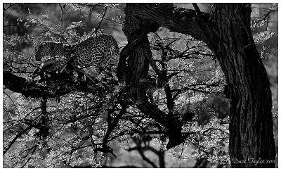 Leopard with cub