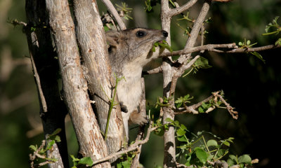 Bush hyrax