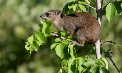 Bush hyrax