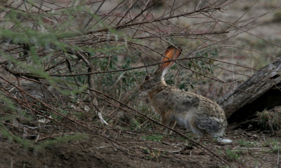 Small Mammals