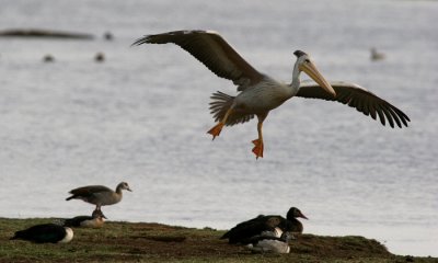 African Pelicans