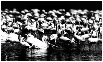 African White pelicans with lesser flamingos