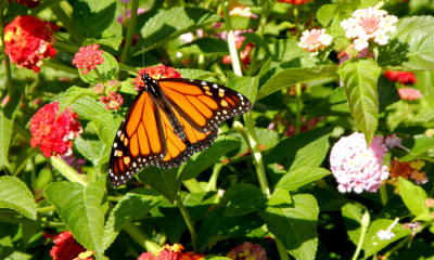 Monarch butterfly