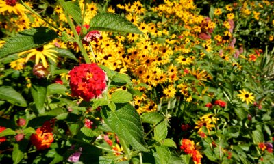 Riverwood Gardens late September