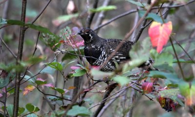 Spruce grouse m