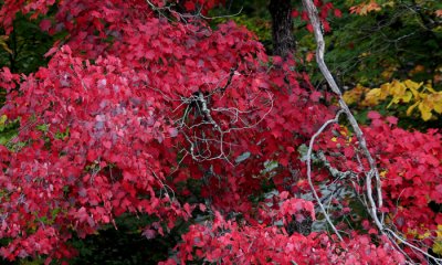 Red maple