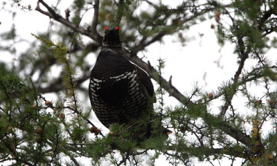 Spruce grouse m