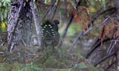 Spruce grouse m