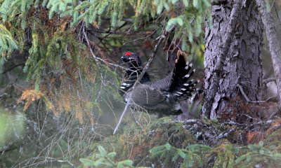 Spruce grouse m