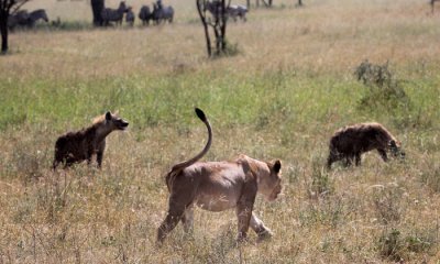 Lions vs spotted hyenas